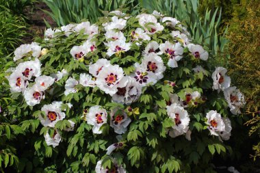 Paeonia 'nın Bush' u veya bir bahçede Çin ağaç şakayıkları