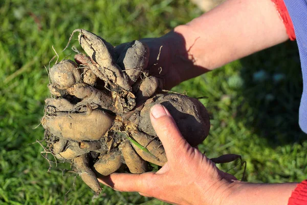 Gardener sorts out dahlia tubers