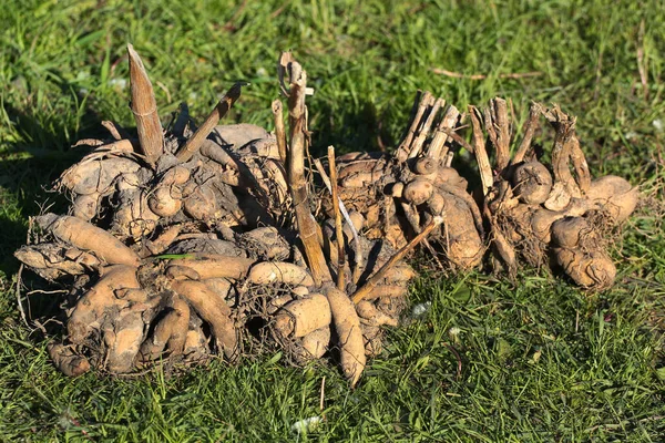 Tubercules Dahlia Sur Herbe Verte — Photo