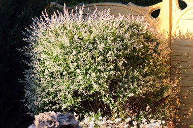 Hakuro Nishiki (Salix Integra) bahçedeki söğüt ağacını karaladı