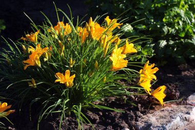 # Bahçedeki sarı çiçekleri #