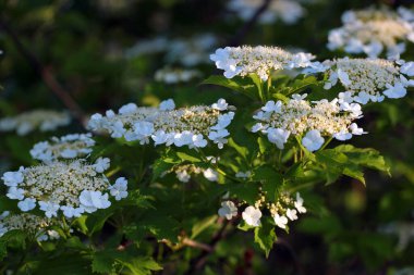 İlkbaharda Guelder Gül çiçekleri