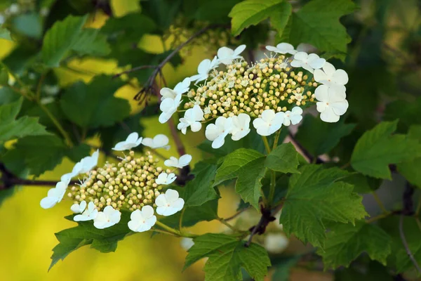 Guelder Rose Flores Primavera — Foto de Stock