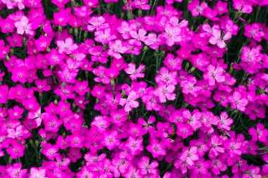 Bahçedeki pembe dianthus çiçekleri