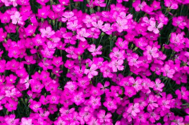 Pink dianthus flowers in a garden clipart