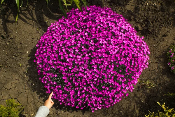 Roze Dianthus Bloemen Een Tuin — Stockfoto