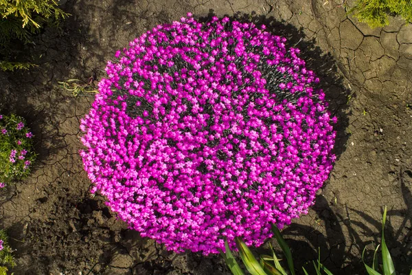 Цветы Розового Диануса Саду — стоковое фото