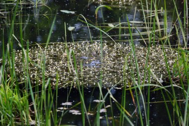 Water crowfoots (Batrachium) grow in still or running water. clipart