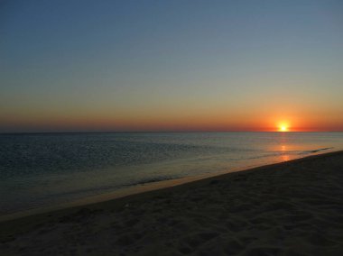 Martı deniz martı kuşu kuşlar 