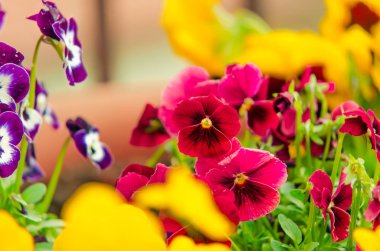 renkli çiçek kompozisyon