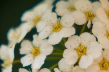 alıç çiçekler bileşimi