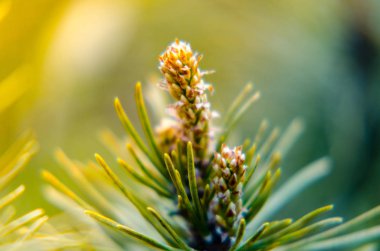 çam iğneleri yakın çekim