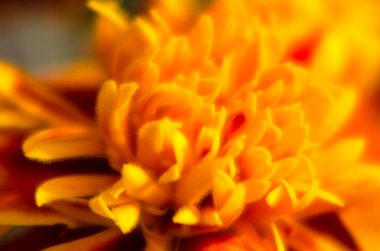 renkli çiçek kompozisyon