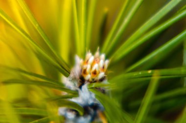 çam iğneleri yakın çekim