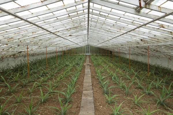 Plantation Pineapples Plantation Greenhouse Island Sao Miguel Azores — Stock Photo, Image
