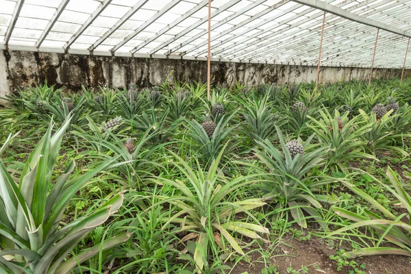 Sao Miguel Azores adasındaki bir seradaki bir çiftlikte ananas fidanı.
