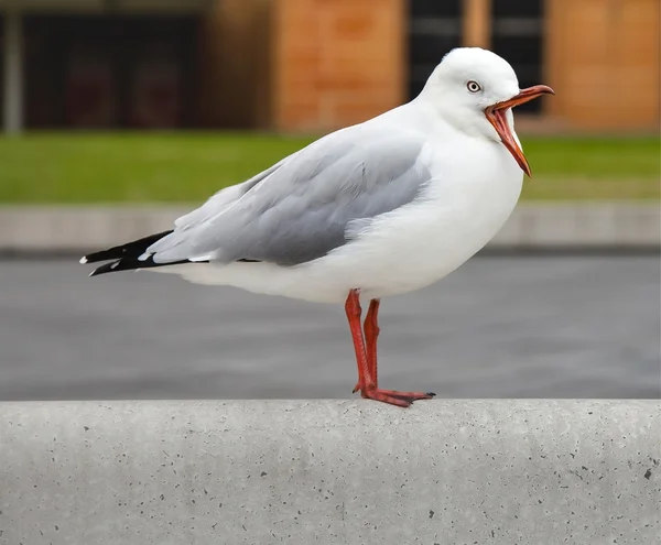 Açık bir Gaga ile martı