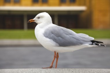  Juste bir beyaz martı