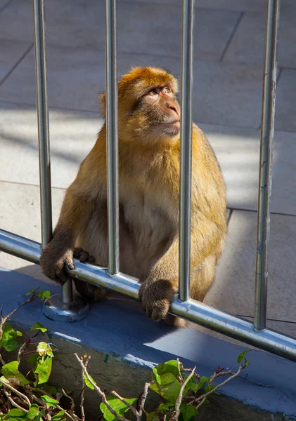 Maymun bir kafes arkasında