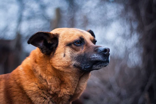 Рыжая Собака Животное Природа — стоковое фото