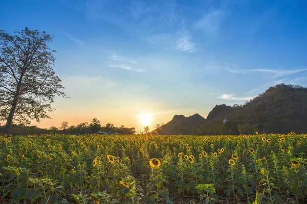 Solros fält med berg i solnedgång, Thailand — Stockfoto