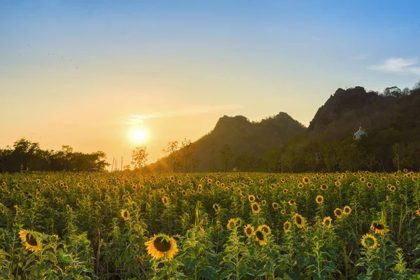 Solros fält med berg i solnedgång, Thailand — Stockfoto