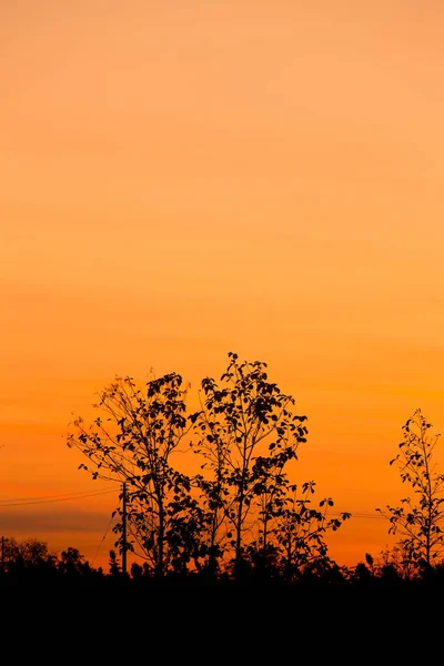 Silhueta de árvore grande ao pôr-do-sol — Fotografia de Stock