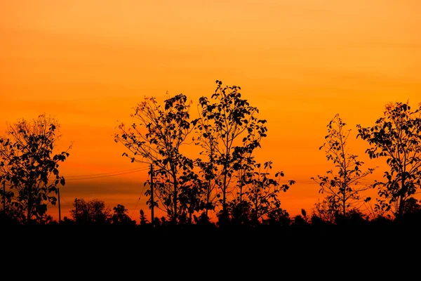 Silhouet van grote boom bij zonsondergang — Stockfoto
