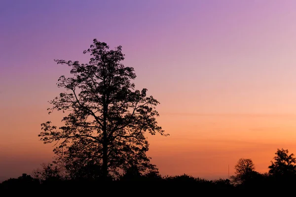 Silhouet van grote boom bij zonsondergang — Stockfoto