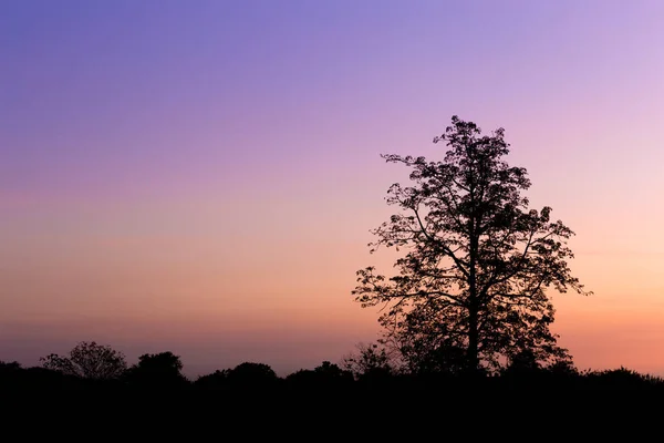 Silueta de árbol grande al atardecer —  Fotos de Stock