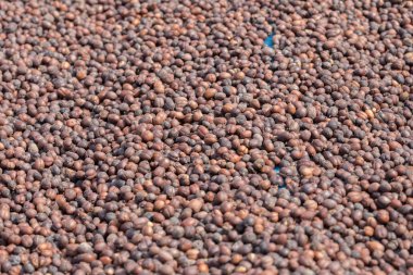 Kavrulmuş kahve çekirdeği. 