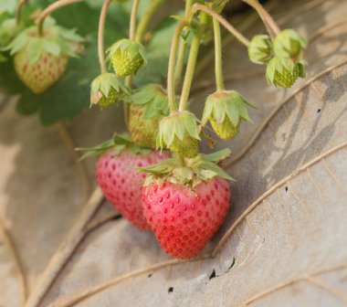 dikim ile taze kırmızı çilek
