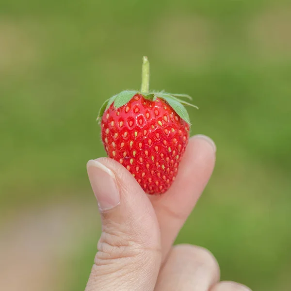 Mão segurando morango com fundo natureza verde — Fotografia de Stock