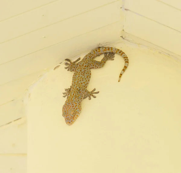 Gecko parede no teto — Fotografia de Stock