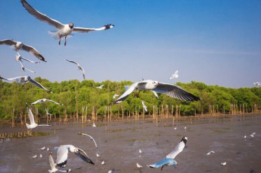 Bangpu, Tayland deniz ve gökyüzü uçan martı