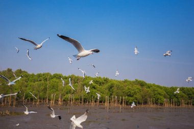 Bangpu, Tayland deniz ve gökyüzü uçan martı