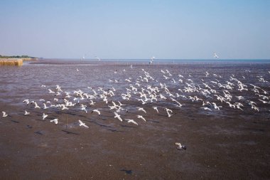 Bangpu, Tayland deniz ve gökyüzü uçan martı