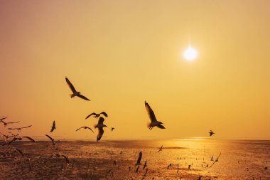 Bangpu, Tayland denizde üzerinde gün batımı ile martı