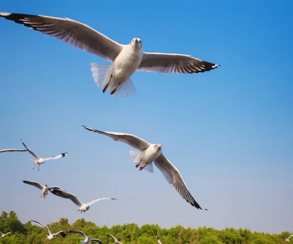 Fiskmås flyger med sky på Bangpu, Thailand — Stockfoto