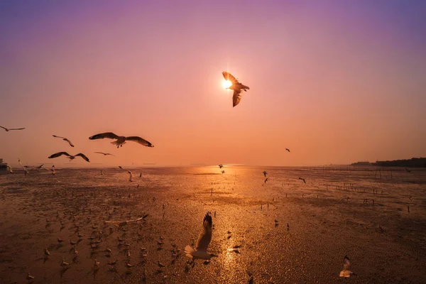 Gaivota com pôr do sol no mar em Bangpu, Tailândia — Fotografia de Stock