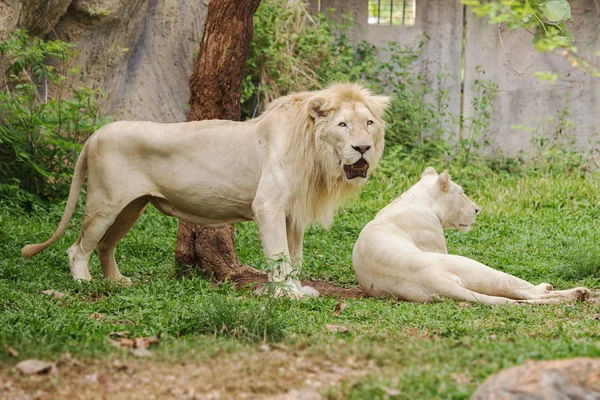 Leones blancos masculinos y femeninos descansando —  Fotos de Stock