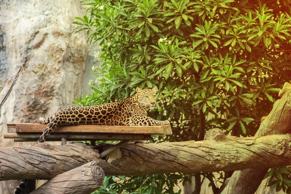 Leopardo descansando sobre una madera —  Fotos de Stock