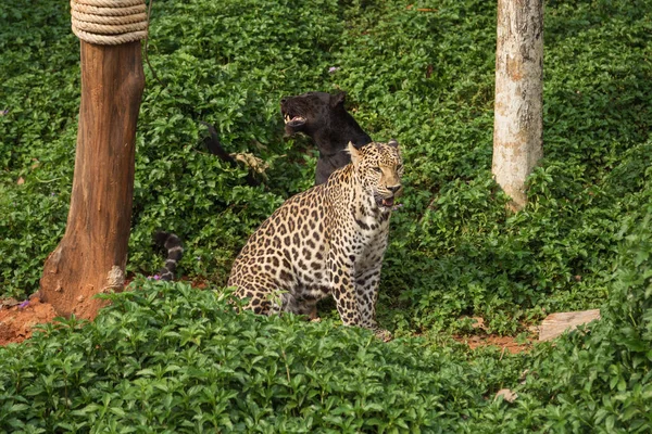 Леопард и черная пантера — стоковое фото