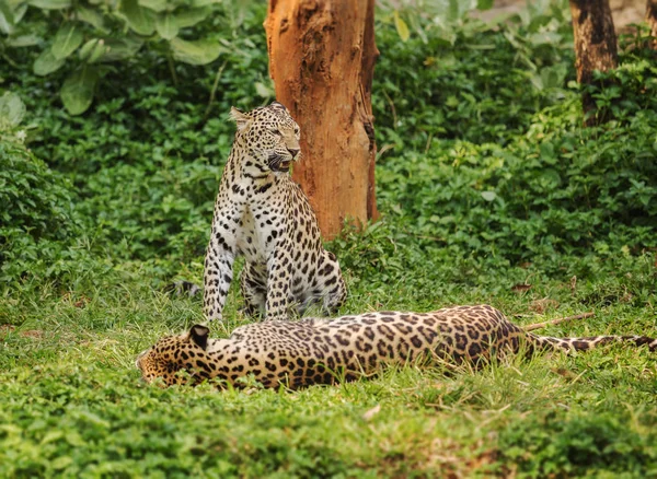 Два леопарда, покоящихся на траве — стоковое фото
