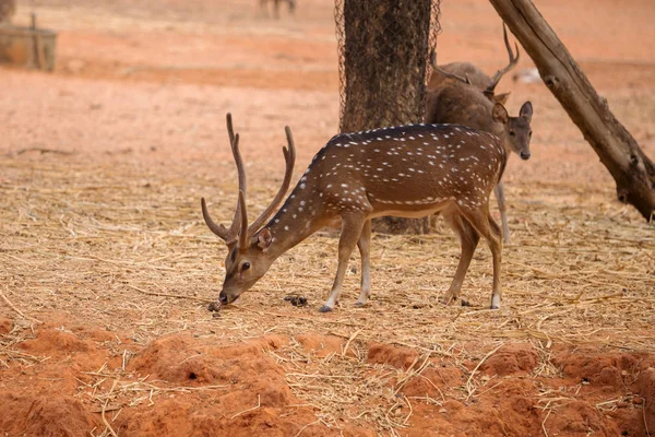 Red deer on red dry soil — Stock Photo, Image