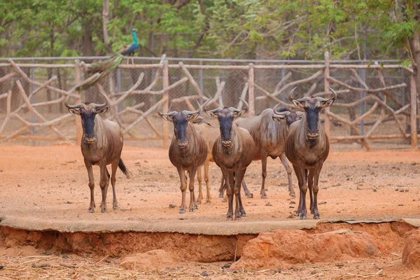 Group of Blue Wildebeest — Stock Photo, Image