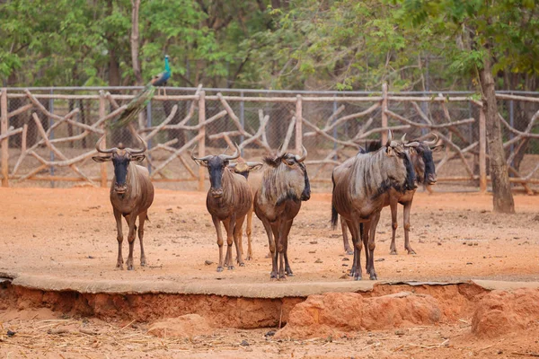 Gruppe blauer Gnus — Stockfoto