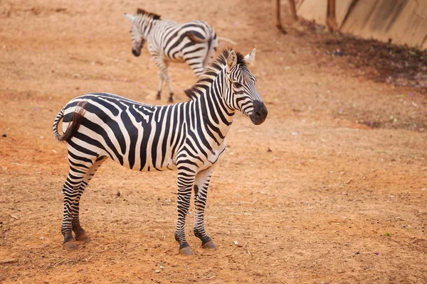 Burchell firmy Zebra na czerwone suche gleby — Zdjęcie stockowe