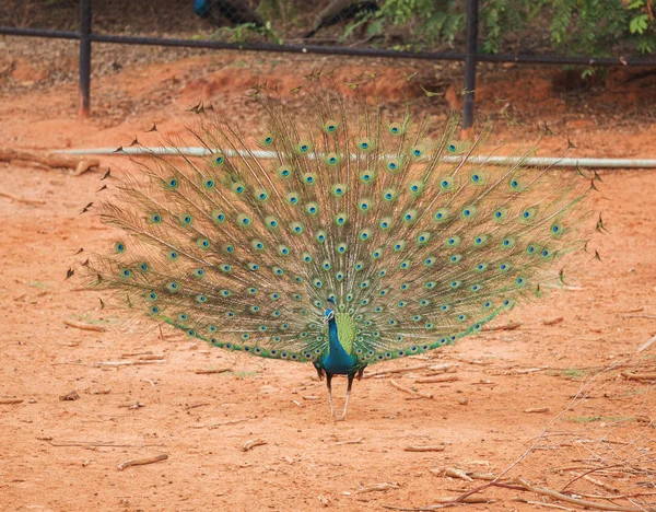 Peacock showing its feathers — Stock Photo, Image