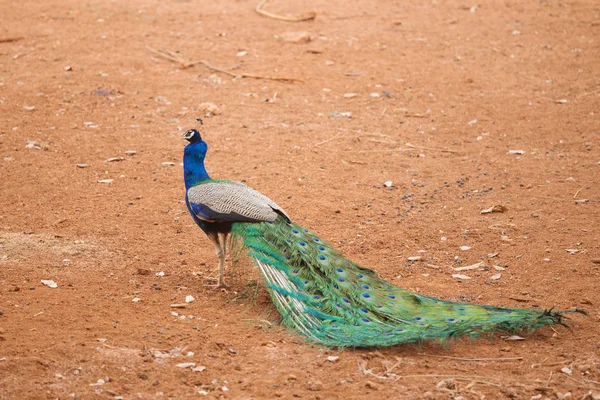 Peacock on red dry soil — Stock Photo, Image